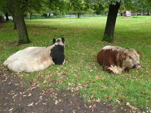 Mehrfamilienhaus zum Kauf 149.500 € 6 Zimmer 160 m² 998 m² Grundstück Mörschied 55750