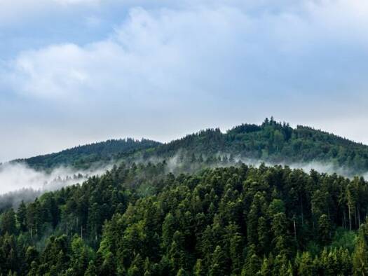 Hotel zum Kauf provisionsfrei 1.750.000 € 37 Zimmer Tonbach Baiersbronn 72270