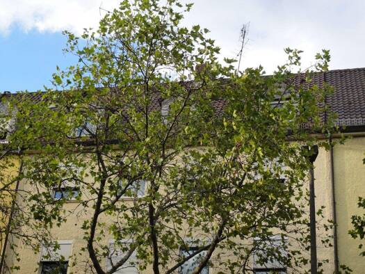 Wohnung zur Miete 470 € 3,5 Zimmer 65 m² 4. Geschoss frei ab sofort Innenstadt Schweinfurt 97421