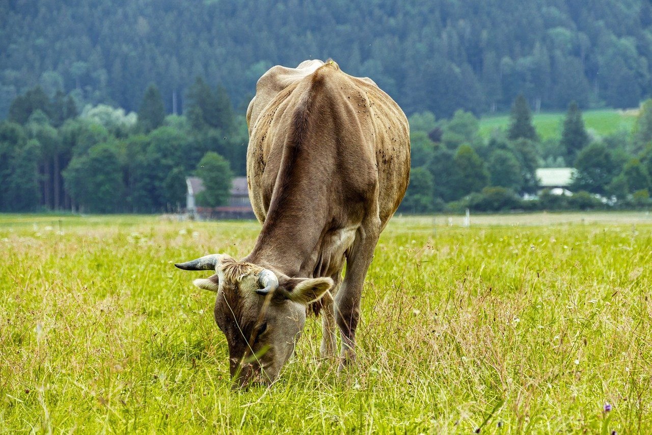 Landwirtschaftliche Fläche zum Kauf 110.000 € 16.927 m²<br/>Grundstück Bittenau Unteregg 87782