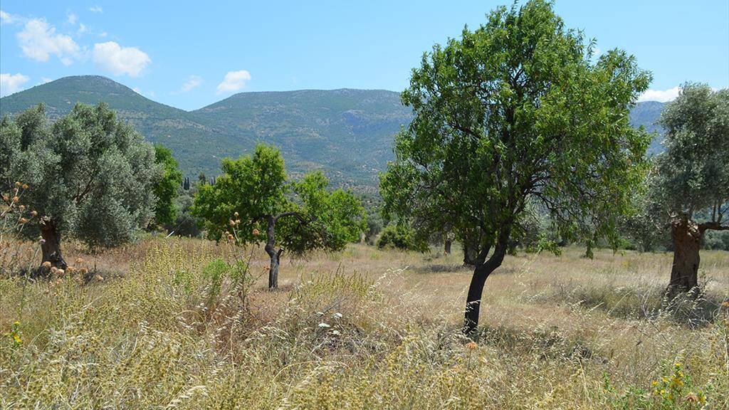 Land-/Forstwirtschaft zum Kauf 240.000 € 22.000 m² Grundstück Eubia