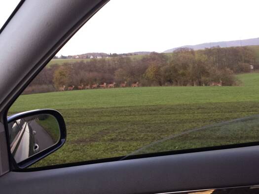 Wohnung zur Miete 430 € 2 Zimmer 56 m² EG frei ab 01.04.2026 Hochstraße 3 Ferschweiler 54668