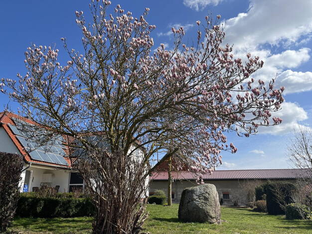 Einfamilienhaus zum Kauf provisionsfrei 415.000 € 7 Zimmer 260 m² 1.200 m² Grundstück frei ab 15.04.2026 Frellstedt 38373