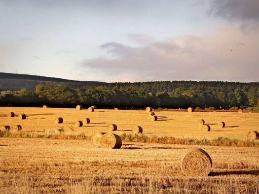 Land-/Forstwirtschaft zum Kauf 214.500 € 34.305 m² Grundstück Levern Stemwede 32351
