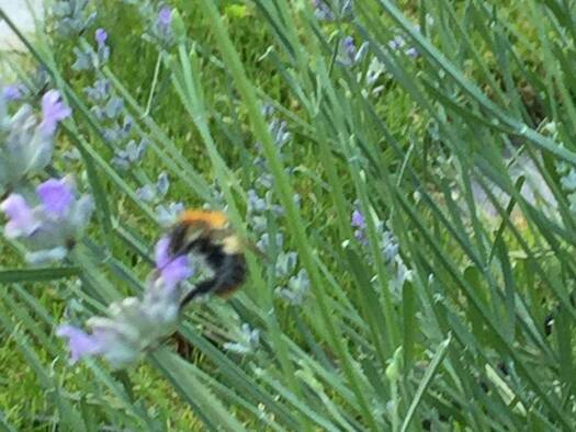 Grundstück zum Kauf 730.000 € 570 m² Grundstück Olching 82140