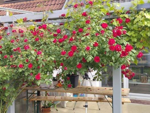 Reihenmittelhaus zum Kauf 385.900 € 3,5 Zimmer 120 m² 143 m² Grundstück Tuttlingen 78532