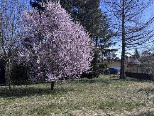 Einfamilienhaus zum Kauf provisionsfrei 473.531 € 3 Zimmer 118,7 m² 639 m² Grundstück Oranienburg 16515