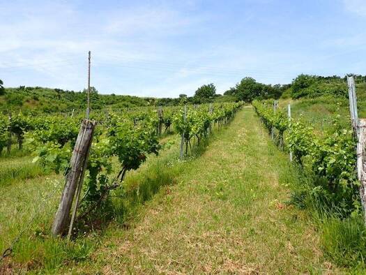 Land-/Forstwirtschaft zum Kauf 450.000 € 53.753 m² Grundstück Kirchberg am Wagram 3470