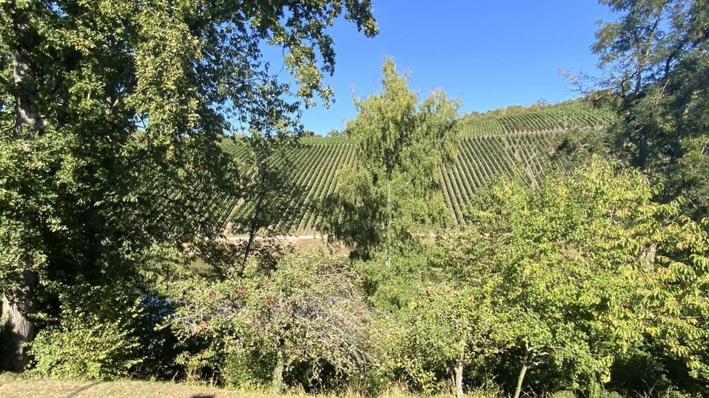 Immobilie in Wiltingen - Gepflegtes Einfamilienhaus mit Einliegerwohnung in guter Lage von Wiltingen - Bild 3