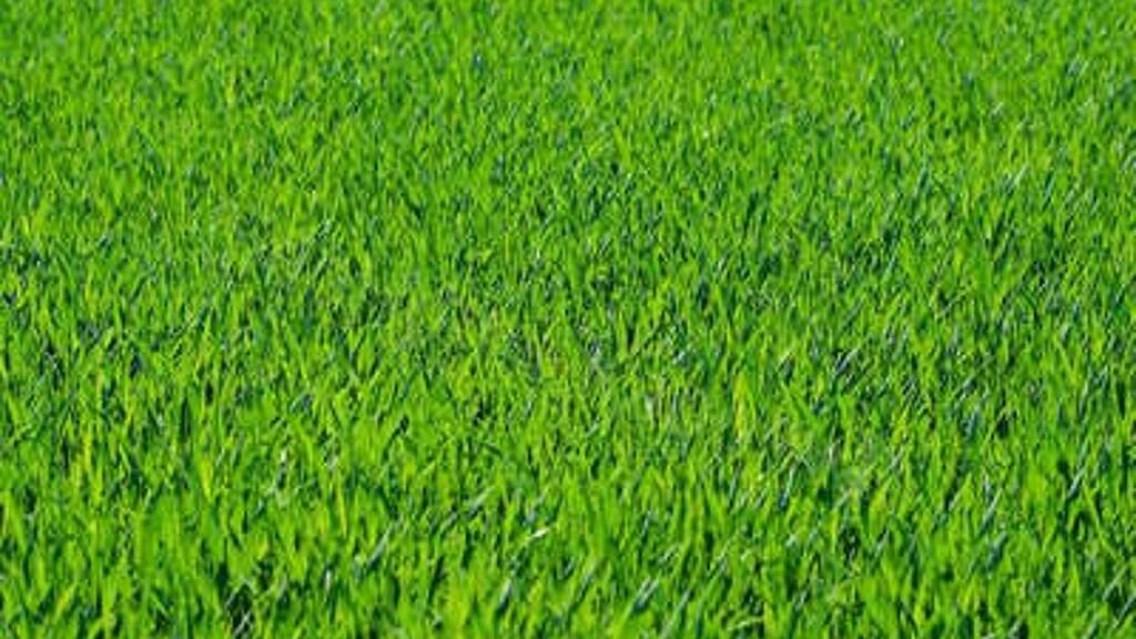 Grundstück zum Kauf 5.000 € 1.460 m² Grundstück Kaposvár 7400