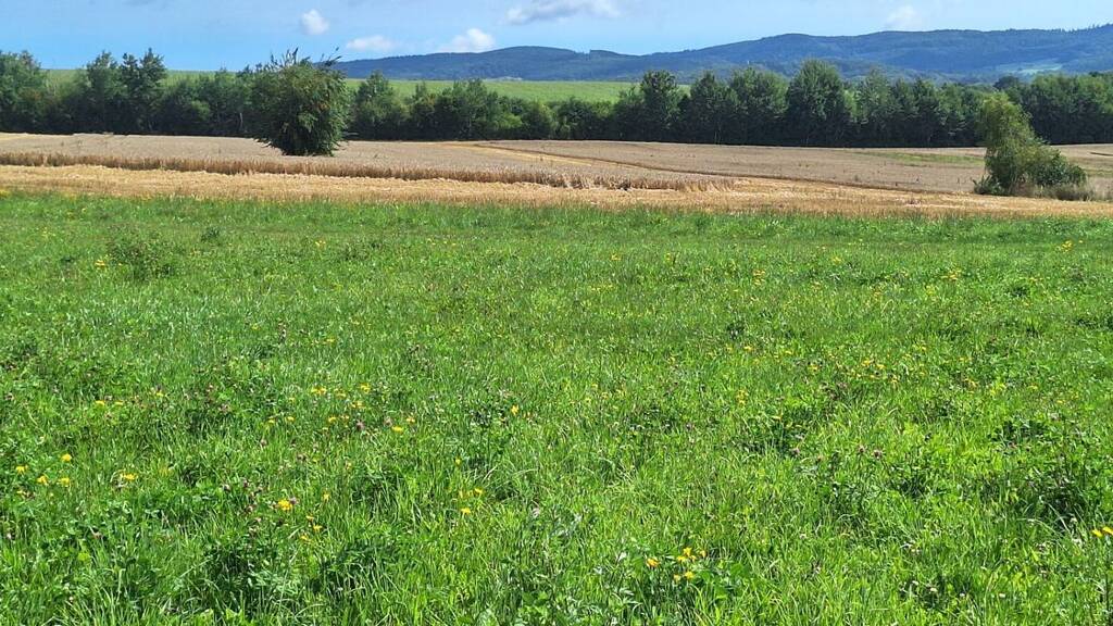 Grundstück zum Kauf provisionsfrei 85.000 € 654 m² Grundstück Barchfeld Barchfeld-Immelborn 36456