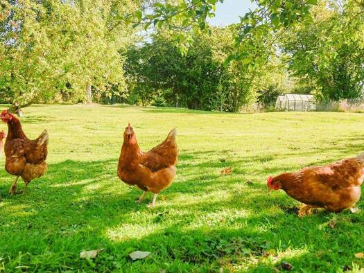 Einfamilienhaus zum Kauf 229.000 € 4 Zimmer 100 m² 2.600 m² Grundstück Willerswalde Süderholz 18516