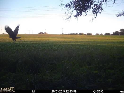 Land-/Forstwirtschaft zum Kauf 50.000 m² 3.000.000 m² Grundstück neue Bundesländer Coswig 01640
