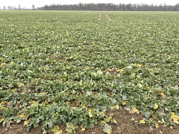 Landwirtschaftliche Fläche zum Kauf 3.100.000 € 262.662 m² 264.662 m² Grundstück Rövenich Zülpich 53909