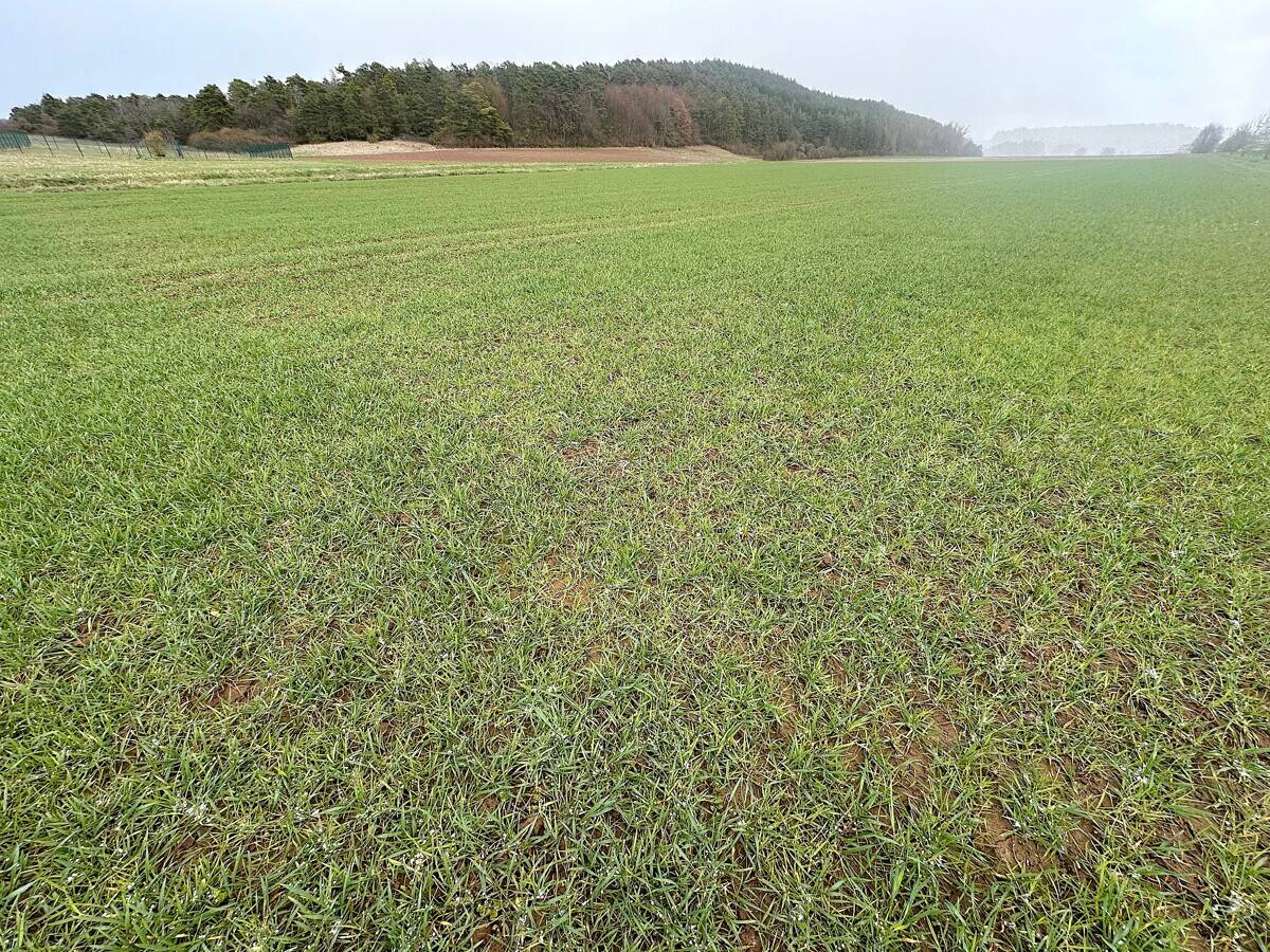 Landwirtschaftliche Fläche zum Kauf - Ansicht 4