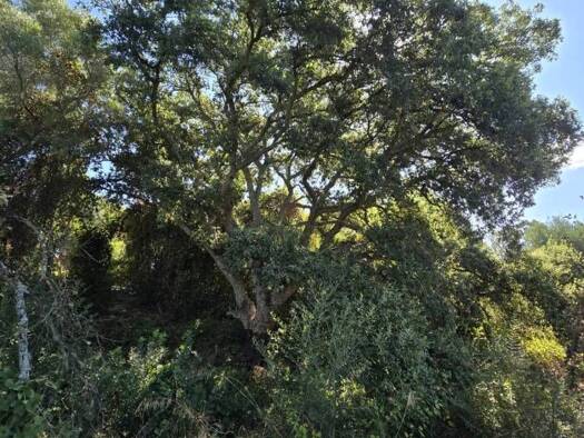 Acker-/Waldstück zum Kauf 1.000.000 € San Roque 11310