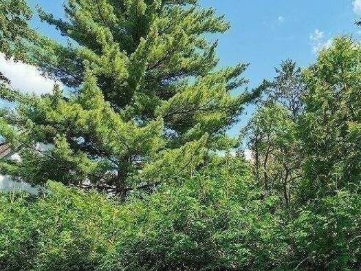 Grundstück zum Kauf 389.980 € 822 m² Grundstück Hermsdorf Berlin 13467