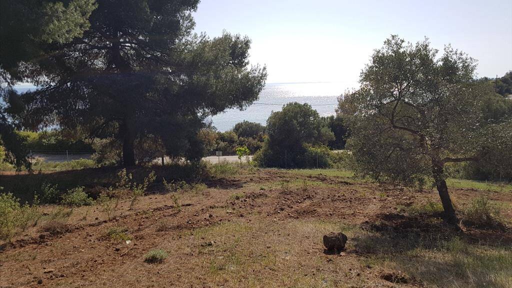 Land-/Forstwirtschaft zum Kauf 540.000 € 6.500 m² Grundstück Chalkidiki