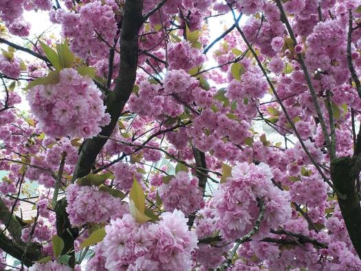 Wohnung zum Kauf als Kapitalanlage geeignet 155.500 € 3 Zimmer 62 m² Kamphofer Damm 78 Woltmershausen Bremen 28197