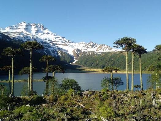 Landwirtschaftliche Fläche zum Kauf 12.573.167 € 12.000.000 m² Grundstück R-761 Curacautin
