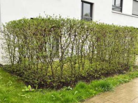 Terrassenwohnung zur Miete 1.350 € 2 Zimmer 59 m² frei ab 01.02.2026 Johanneskirchner Straße 103 Bogenhausen München 81927