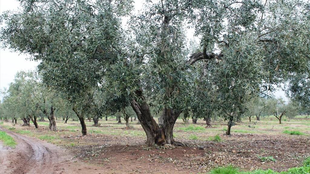 Land-/Forstwirtschaft zum Kauf 525.000 € 4.980 m² Grundstück Chalkidiki