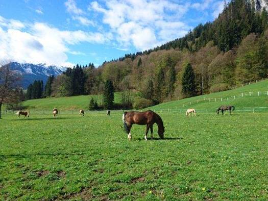 Reiterhof zum Kauf 5.900.000 € Obermaiselstein 87538