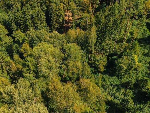 Forstwirtschaft zum Kauf 40.000 € 22.301 m² Grundstück Pircha Weg Pircha 8200