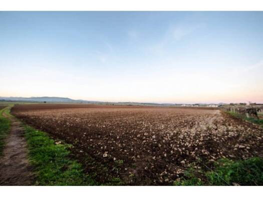 Acker-/Waldstück zum Kauf 250.000 € Vilafranca de Bonany 07250