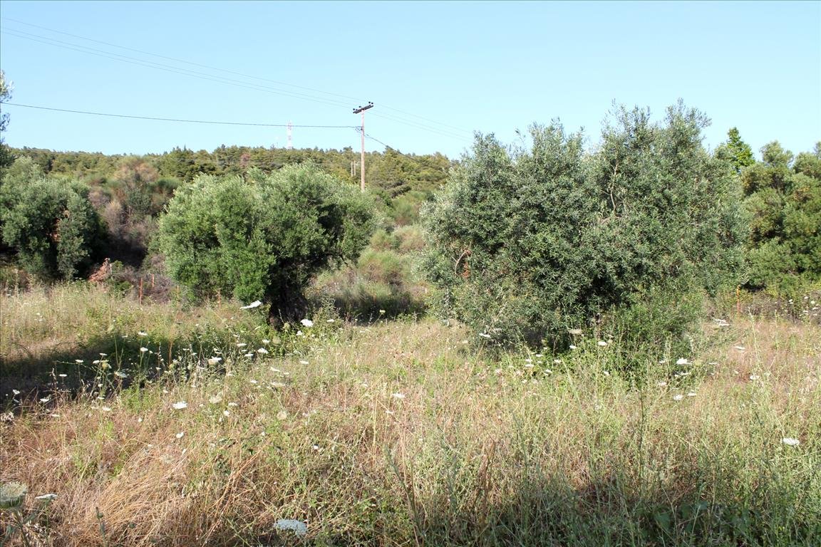 Land-/Forstwirtschaft zum Kauf 400.000 € 4.000 m²<br/>Grundstück Chalkidiki