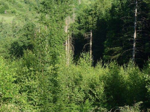 Land-/Forstwirtschaft zum Kauf provisionsfrei 11.000 € 12.470 m² Grundstück Lindscheid Nümbrecht 51588