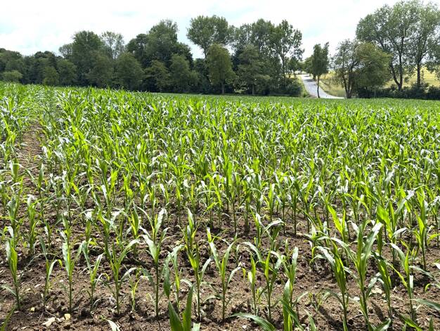 Landwirtschaftliche Fläche zum Kauf 85.000 € 41.331 m² 41.331 m² Grundstück Hillentrup Dörentrup 32694