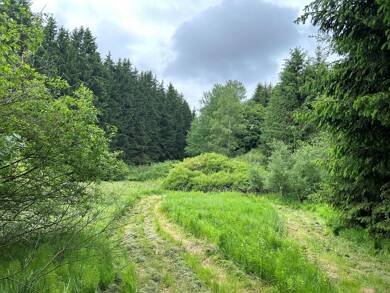 Land-/Forstwirtschaft zum Kauf 20.000 € 5.590 m² Grundstück Waldmünchen Waldmünchen 93449