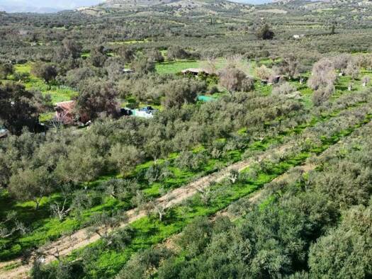 Land-/Forstwirtschaft zum Kauf 95.000 € 6.000 m² Grundstück Kamilari