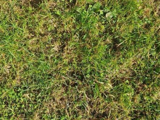 Grundstück zum Kauf 115.000 € 1.023 m² Grundstück Seitenstetten 3353