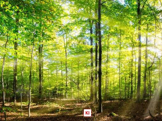 Land-/Forstwirtschaft zum Kauf 160.160 € 40.040 m² Grundstück Ohlstadt Ohlstadt 82441
