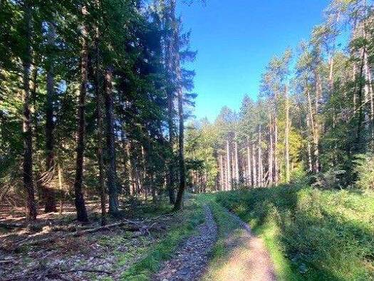 Land-/Forstwirtschaft zum Kauf 92.000 € 15.433 m² Grundstück Pentling Pentling / Matting 93080