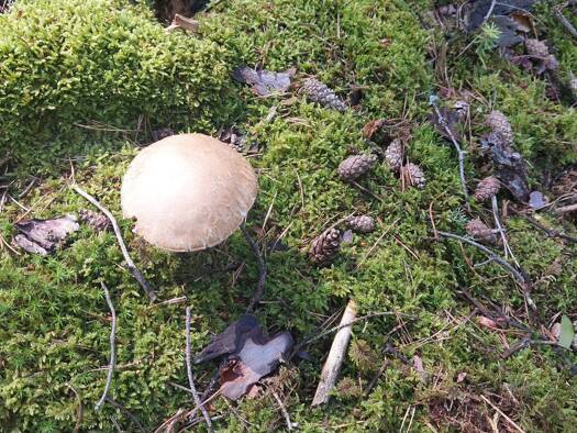 Forstwirtschaft zum Kauf 127.861 € 49.177 m² Grundstück Krumau am Kamp 3543