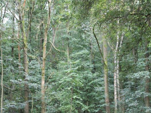 Freizeitgrundstück zum Kauf 5.100 € 5.641 m² Grundstück Waldfläche nähe 01877 Wölkau 0