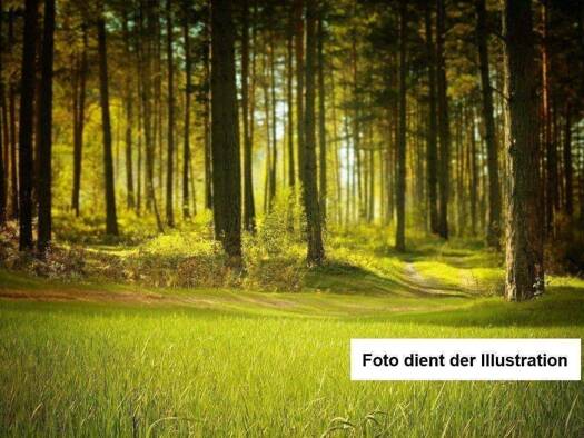 Land-/Forstwirtschaft zum Kauf 60.000 € 11.923 m² Grundstück Kallmünz 93183