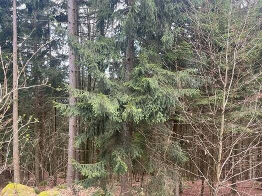 Forstwirtschaft zum Kauf 96.000 € Datting Grafling 94539