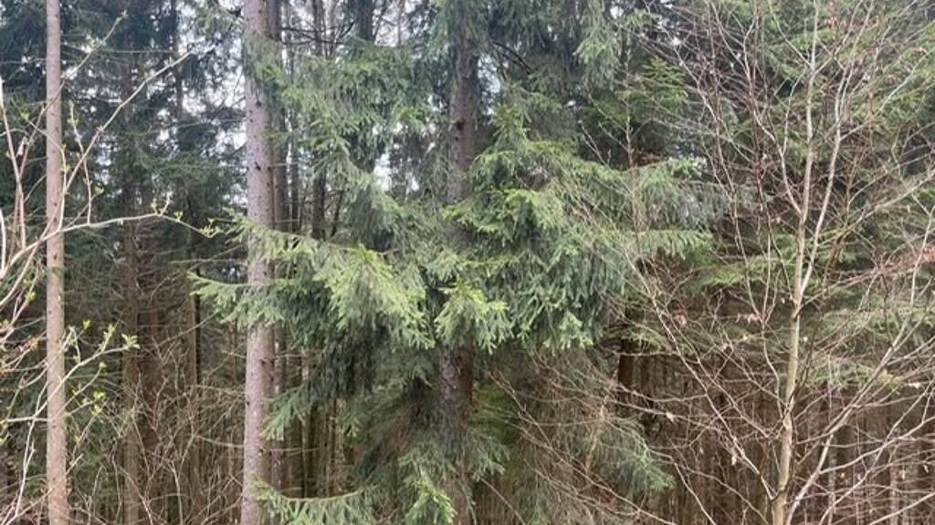 Forstwirtschaft zum Kauf 96.000 € Datting Grafling 94539