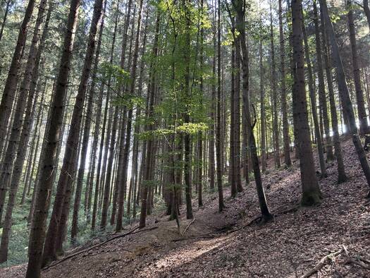 Land-/Forstwirtschaft zum Kauf 62.000 € 11.000 m² Grundstück Wetzl Zeilarn 84367