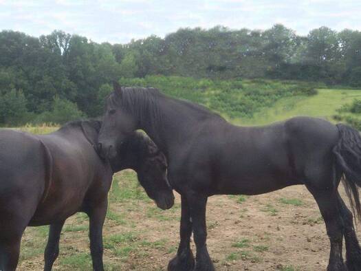 Bauernhaus zum Kauf provisionsfrei 235.000 € 1.132 m² Grundstück frei ab sofort Wachenroth 96193