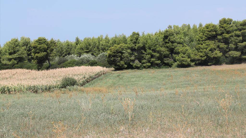 Land-/Forstwirtschaft zum Kauf 1.200.000 € 36.000 m² Grundstück Chalkidiki