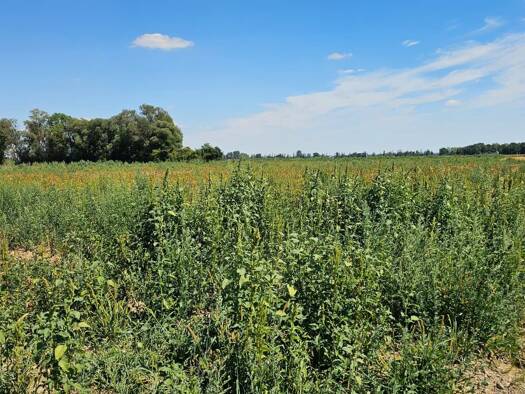 Land-/Forstwirtschaft zum Kauf provisionsfrei 450.000 € 19.743 m² Grundstück Großmehring Großmehring 85098
