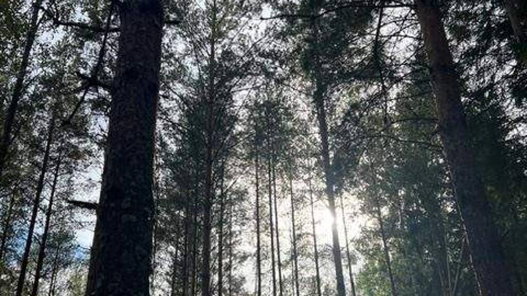 Land-/Forstwirtschaft zum Kauf 30.000 € 35.800 m² Grundstück Priesitz Bad Schmiedeberg 06905