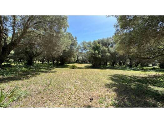 Acker-/Waldstück zum Kauf 900.000 € Barbate 11160