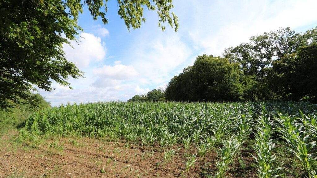 Land-/Forstwirtschaft zum Kauf 58.745 m² Grundstück Antendorf Auetal / Antendorf 31749