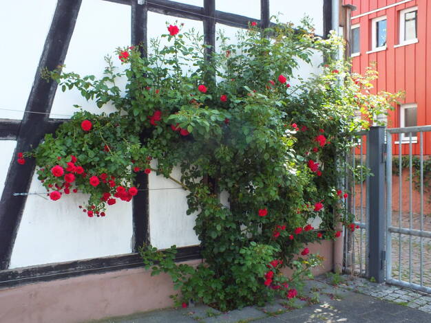 Wohnung zur Miete 670 € 3 Zimmer 65 m² 1. Geschoss Langenselbold 63505